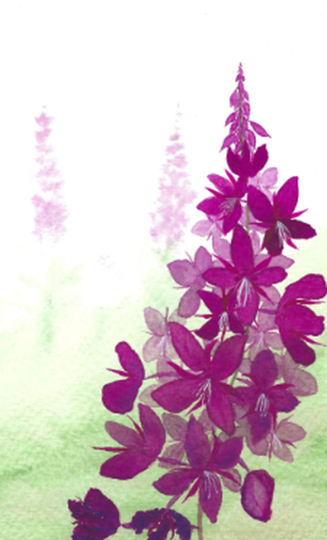 Fireweed Fog — watercolor by Andrea Tavenner